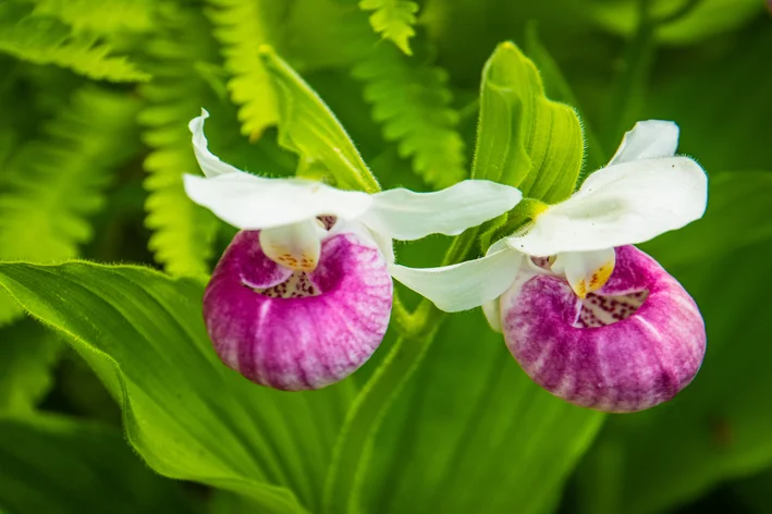 orquidea sapatinho na cor rosa