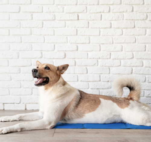 Blog Cobasi: tudo sobre pets, jardinagem e casa! 26