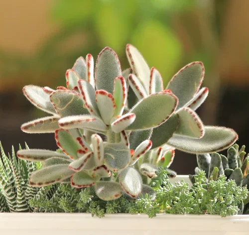vaso com suculentas para decorar a casa