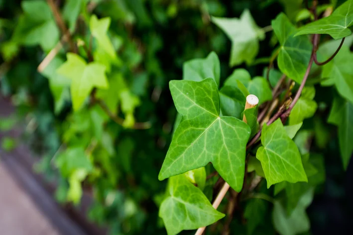 plantas para pergolados Hera