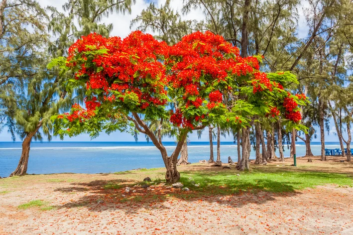 árvores para jardim Flamboyant