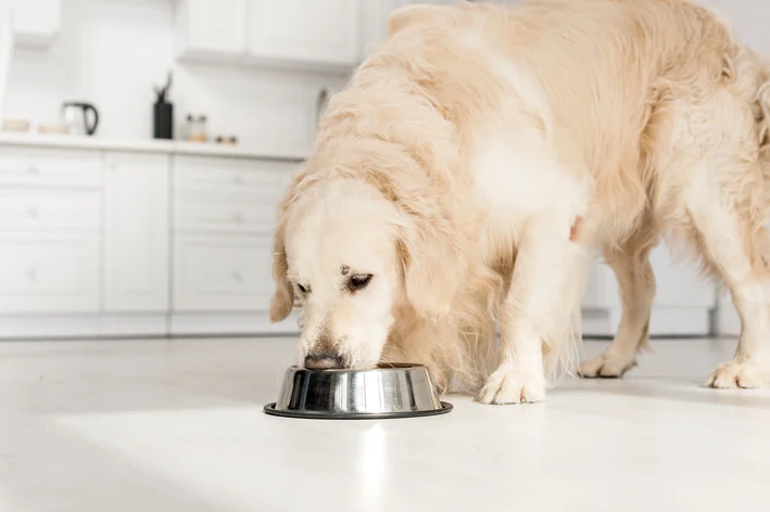 pinha cachorro pode comer