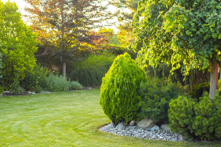 árvores para jardim