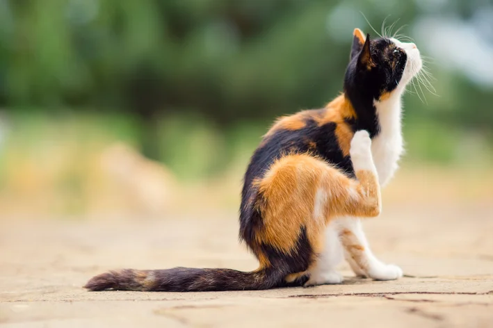 gato tem carrapato estrela