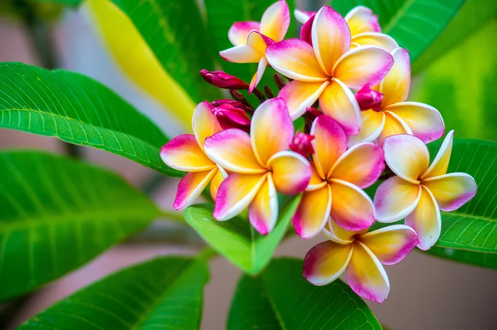 Plumeria