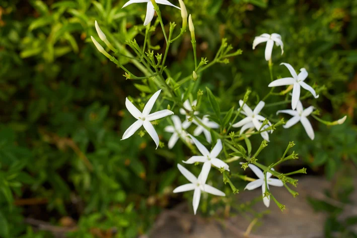 plantas para pergolados Jasmim-dos-açores 