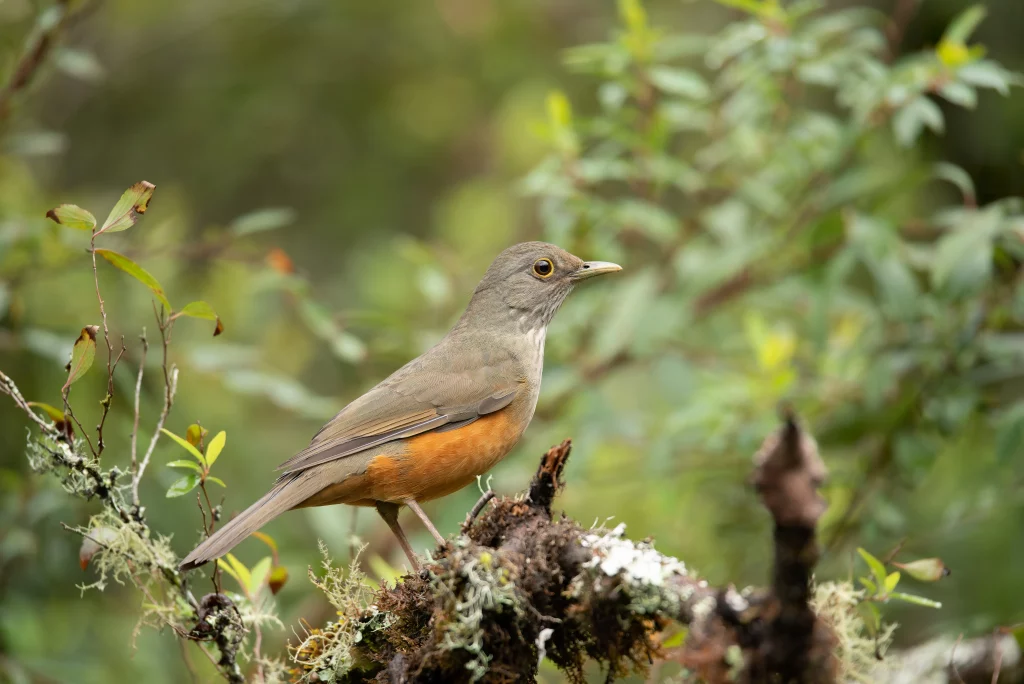 Sabiá-laranjeira (Turdus rufiventris)