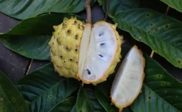 cachorro pode comer fruta-do-conde