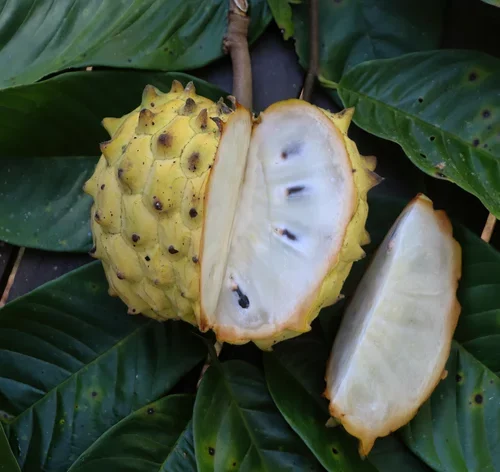 cachorro pode comer fruta-do-conde