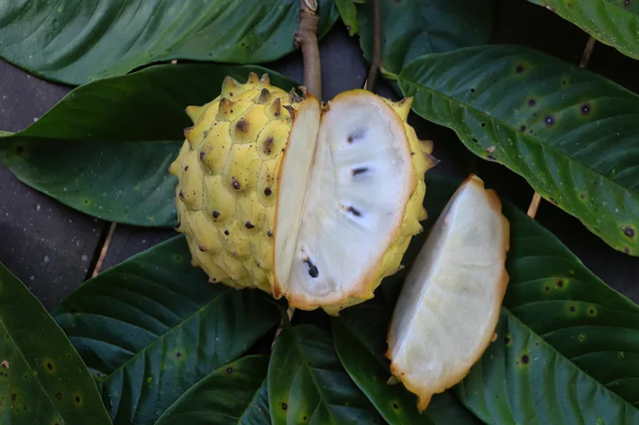 cachorro pode comer fruta-do-conde