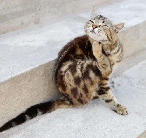 gato tem carrapato