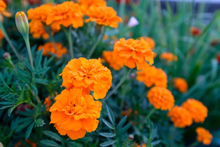 Tagetes