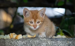 gato abandonado assustado