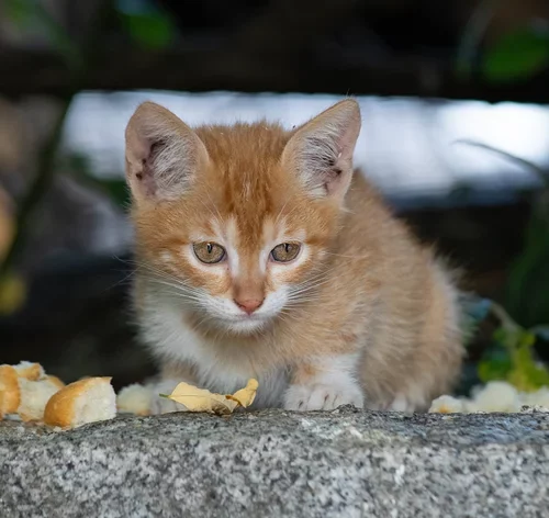 gato abandonado assustado