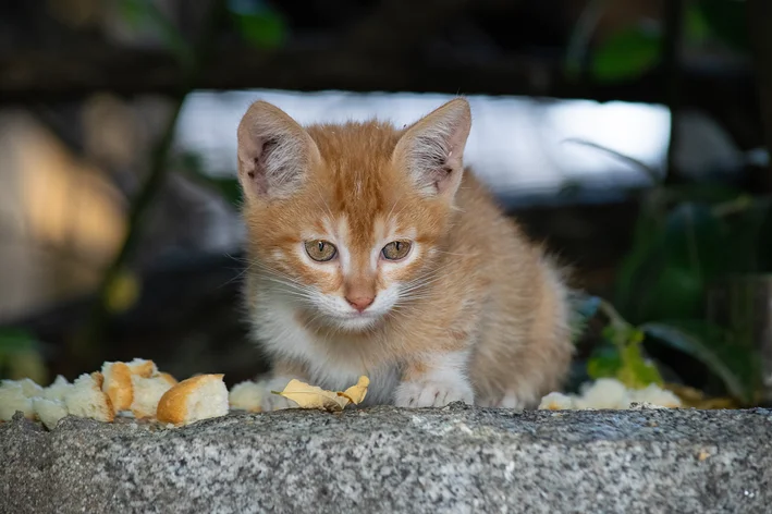 gato abandonado assustado