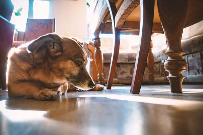 cachorro cego perto dos móveis