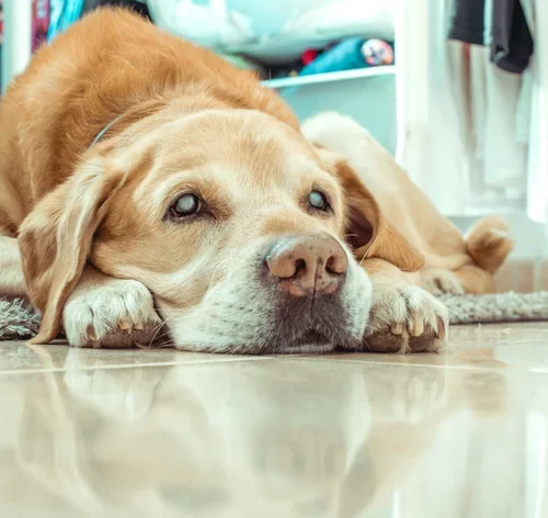 cachorro cego deitado