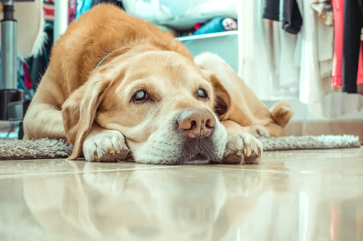 cachorro cego deitado