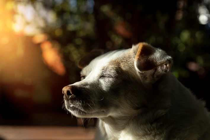 Cachorro cego: sintomas, testes e cuidados essenciais para cães com cegueira Cachorro cinza e branco de olhos fechados em ambiente externo.