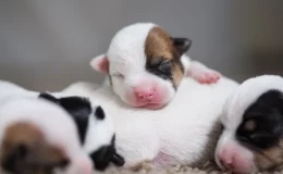 cachorros recém-nascidos juntos