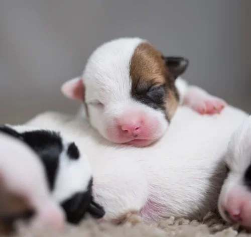 cachorros recém-nascidos juntos