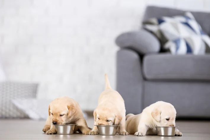 cachorros recém-nascidos comendo