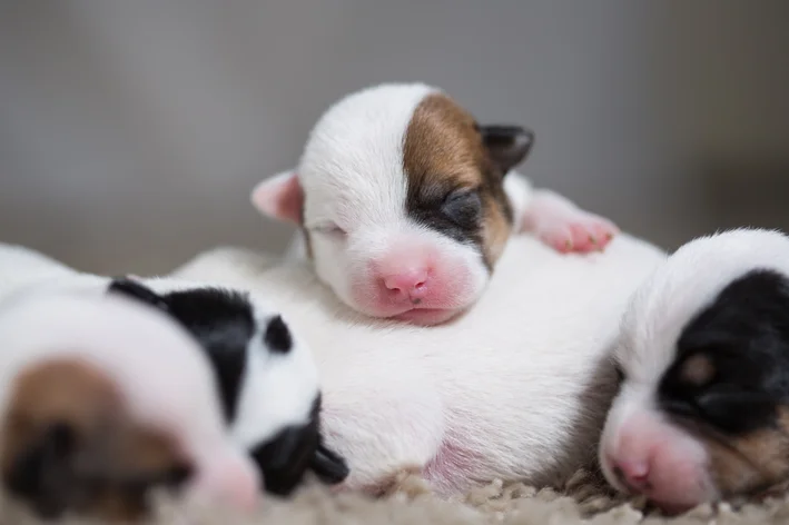 cachorros recém-nascidos juntos