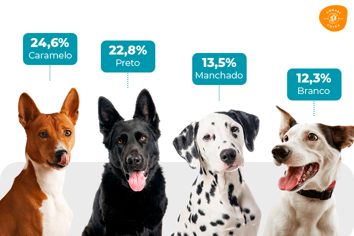 cachorro abandonado por cor animais abandonados