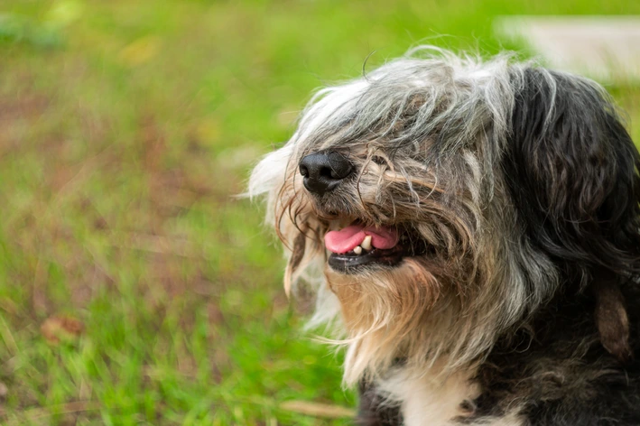 Cachorro cego: sintomas, testes e cuidados essenciais para cães com cegueira Cachorro pequeno de pelo longo e tricolor cobrindo os olhos, com a boca aberta e língua para fora, em um ambiente externo com fundo desfocado de grama verde, olhando para a câmera.