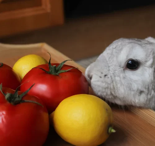 coelho comendo tomate vermelho