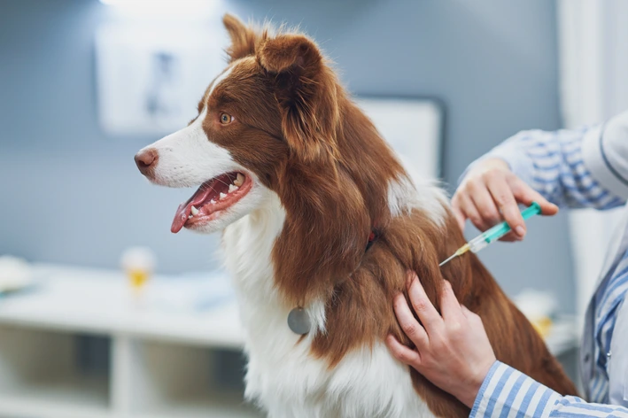 Cachorro cego: sintomas, testes e cuidados essenciais para cães com cegueira Veterinário atendendo um cachorro marrom e branco com guia e coleira enquanto aplica uma vacina com seringa, em clínica veterinária.