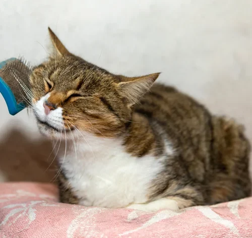 escovar gato é fácil