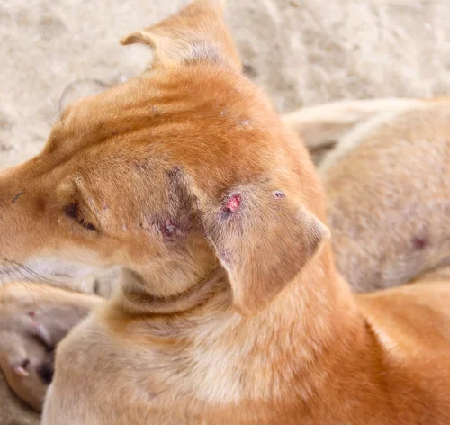 feridas na orelha de um cachorro