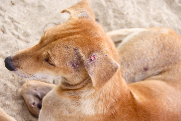 feridas na orelha de um cachorro