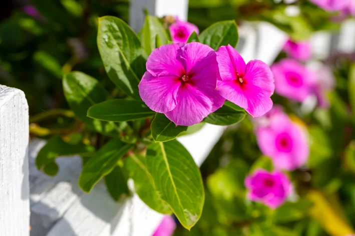 flor vinca cor de rosa