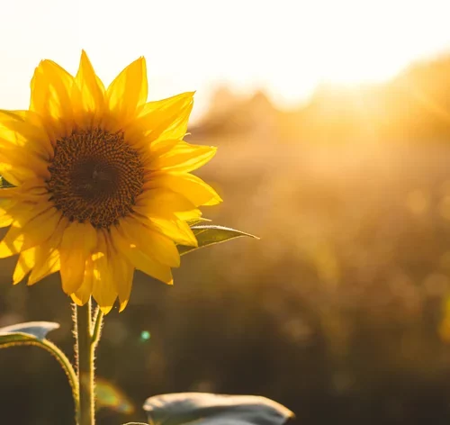 girassol flor de verão