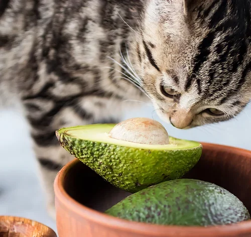 gato curioso cheirando um abacate