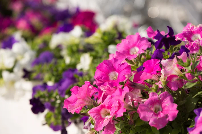 petunias no jardim