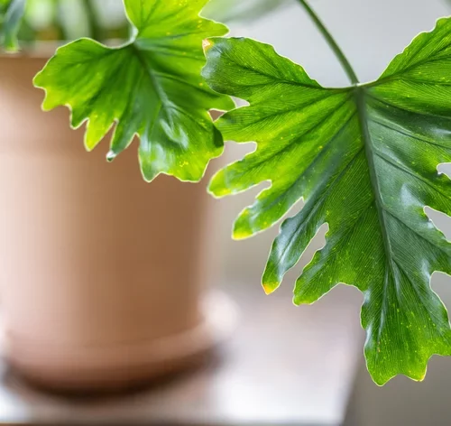 planta xanadu no vaso
