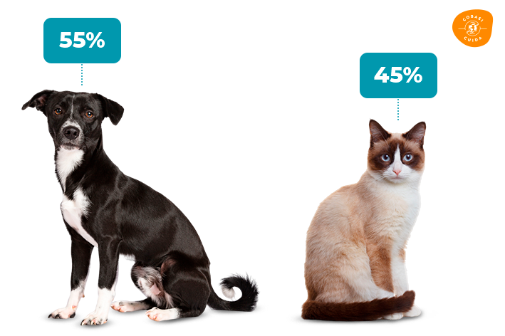 gráfico com a porcentagem de cães e gatos animais abandonados