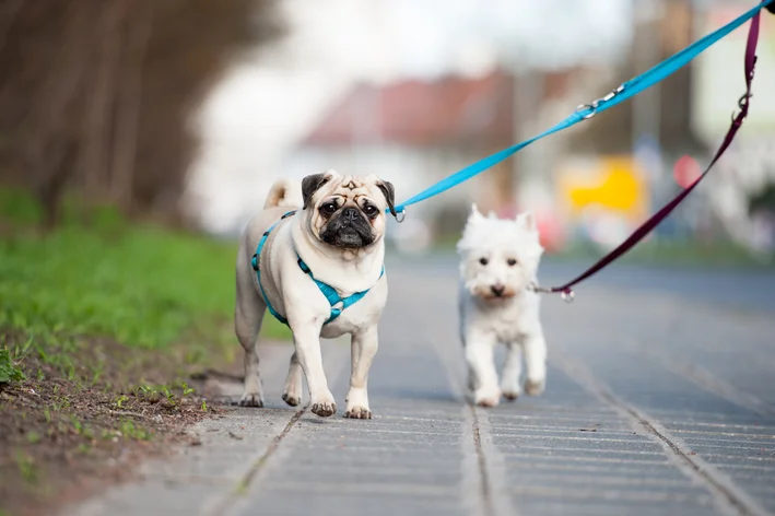 enxoval para cachorro coleiras