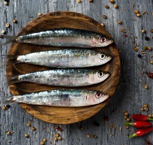 cachorro pode comer sardinha