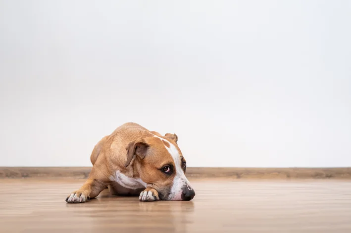 cachorro doente não quer comer