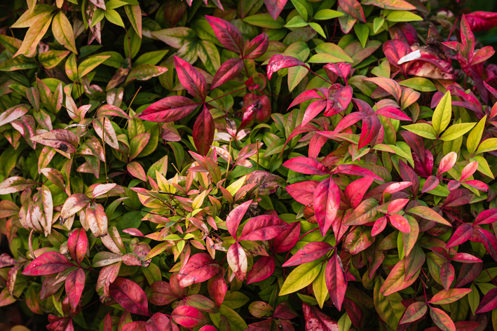 Nandina