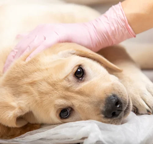 cão doente