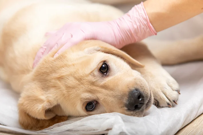 cão doente