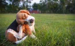 cachorro se coçando muito e se mordendo