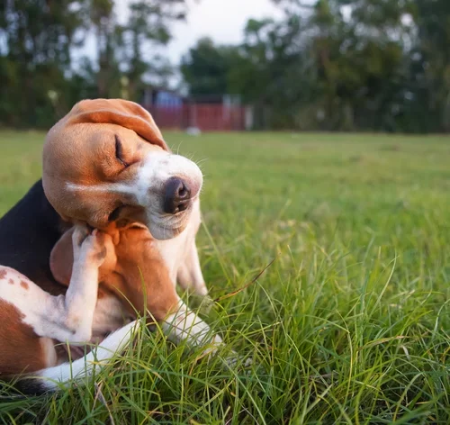 cachorro se coçando muito e se mordendo