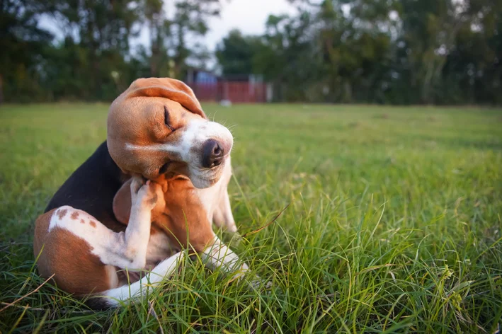 cachorro se coçando muito e se mordendo