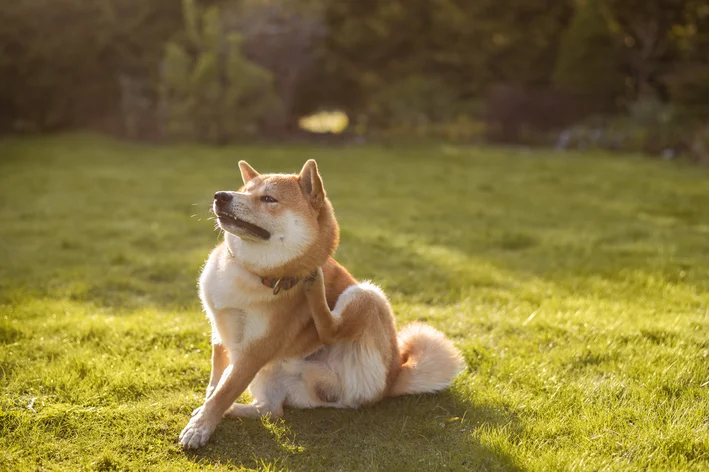 cachorro se coçando e se mordendo